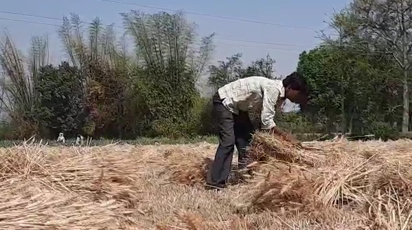 Relief to Farmers in Madhya Pradesh शिवराज सरकार ने जारी की फसल बीमा राशि