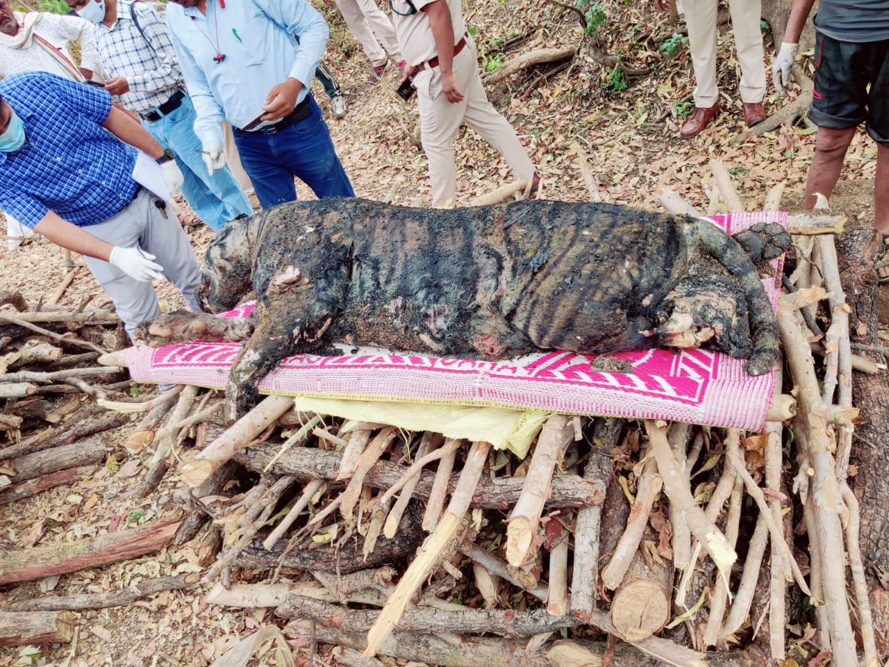 Fearless Hunter in Balaghat करंट की चपेट में आया बाघ, मामला खुला तो चार गिरफ्तार