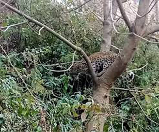 Leopard Entered in Village बालाघाट में पेड़ पर चढ़ा तेंदुुआ, दहशत में ग्रामीण