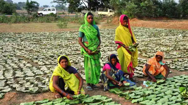 Madhya Pradesh में आदिवासियों को तेंदूपत्ता पर बोनस मिलेगा Tribals in Madhya Pradesh will get bonus on tendu leaves