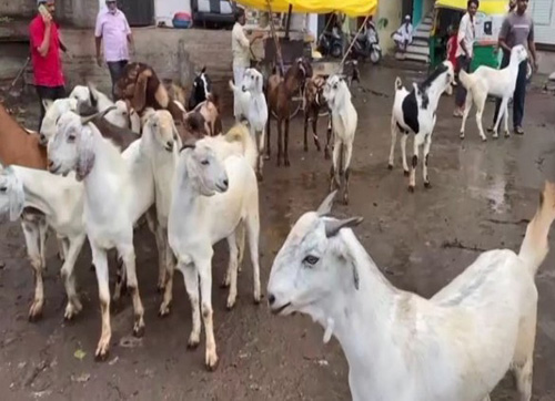 Goats Prices Hiked Ahead of Bakrid Eid