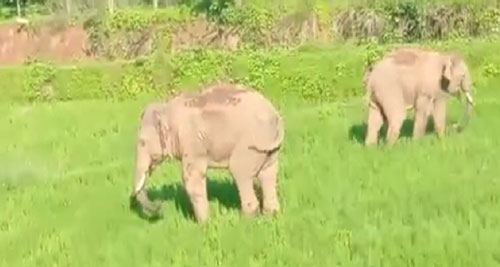 छत्तीसगढ़ में हाथियों ने मचाया हड़कम, 3 घरों को तोड़ने के साथ दीवार गिराकर युवती को किया घायल