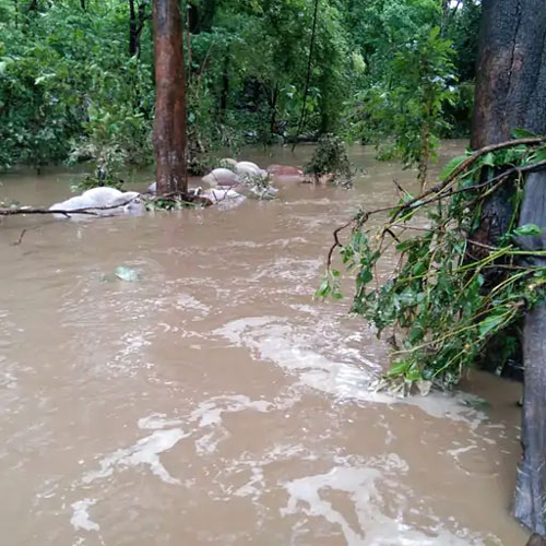 Weather Update: छत्तीसगढ़ में भारी बारिश के बाद अलर्ट जारी, 13 सितम्बर को भारी वर्षा की संभावना