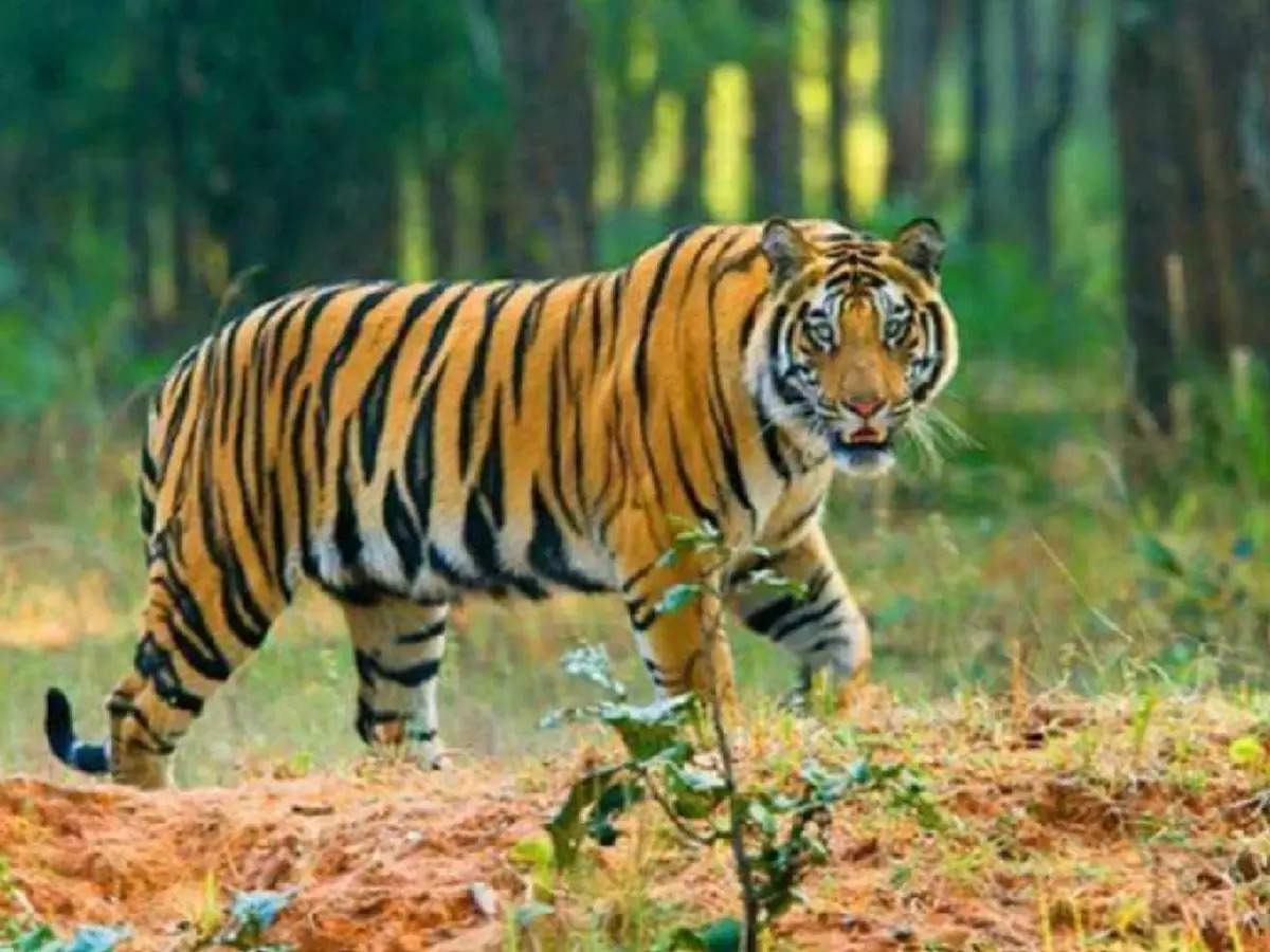 Achanakmar Tiger Reserve: राष्ट्रीय बाघ संरक्षण प्राधिकरण के आदेश पर अचानकमार रिजर्व में छोड़ी गई आदमखोर बाघिन