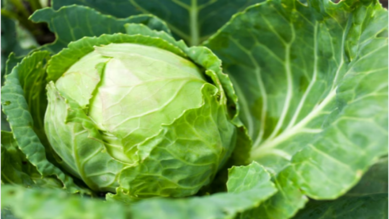 Benefits Of Eating Cabbage: पेट की समस्याओं के लिए पत्तागोभी होती है बेहद फायदेमंद, जानिए पत्तागोभी के कमाल के फायदे