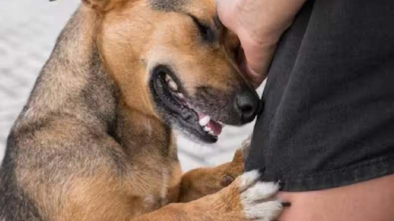 Dog bite disease: कुत्ता काटे तो करें ये उपाय, नहीं तो हो सकता है खतरा