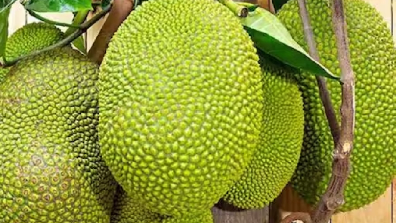 Jackfruit Fruits: कटहल में फाइबर के साथ कई पौष्टिक तत्व, जानें इसके फायदे