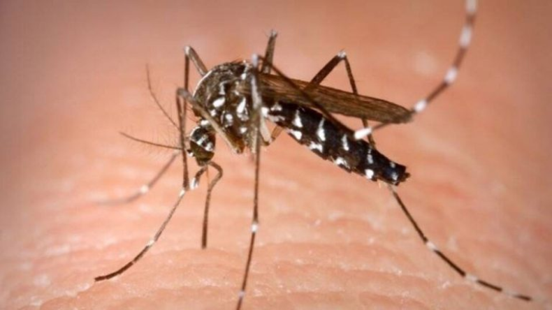 Raigarh administration against dengue: डेंगू के खिलाफ रायगढ़ प्रशासन ने खोला मार्च, शहर से इस बीमारी को हटाने के लिए 400 लोगों की टीम को किया तैनात