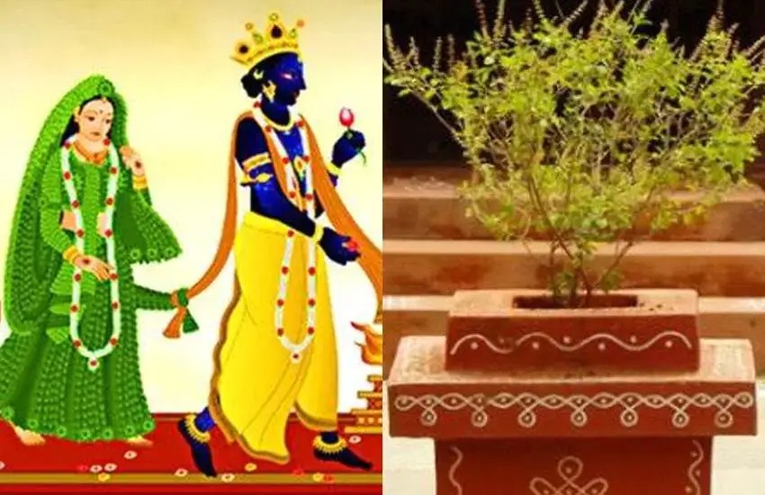 Tulsi Vivah: वैवाहिक जीवन की समस्याओं से हैं परेशान, तुलसी विवाह के दिन करें ये उपाय