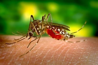 Dengue in Bangladesh: सर्दियों में डेंगू का कहर, बचने के लिए करें ये उपाय