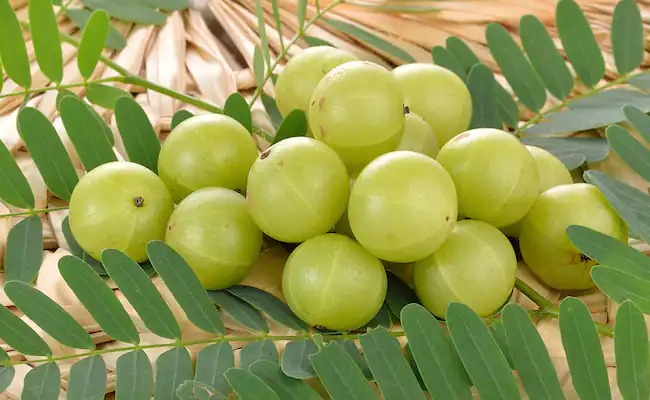 Benefits of Amla: सर्दियों में रोज आंवले खाने से मिलते हैं ये गजब के फायदे