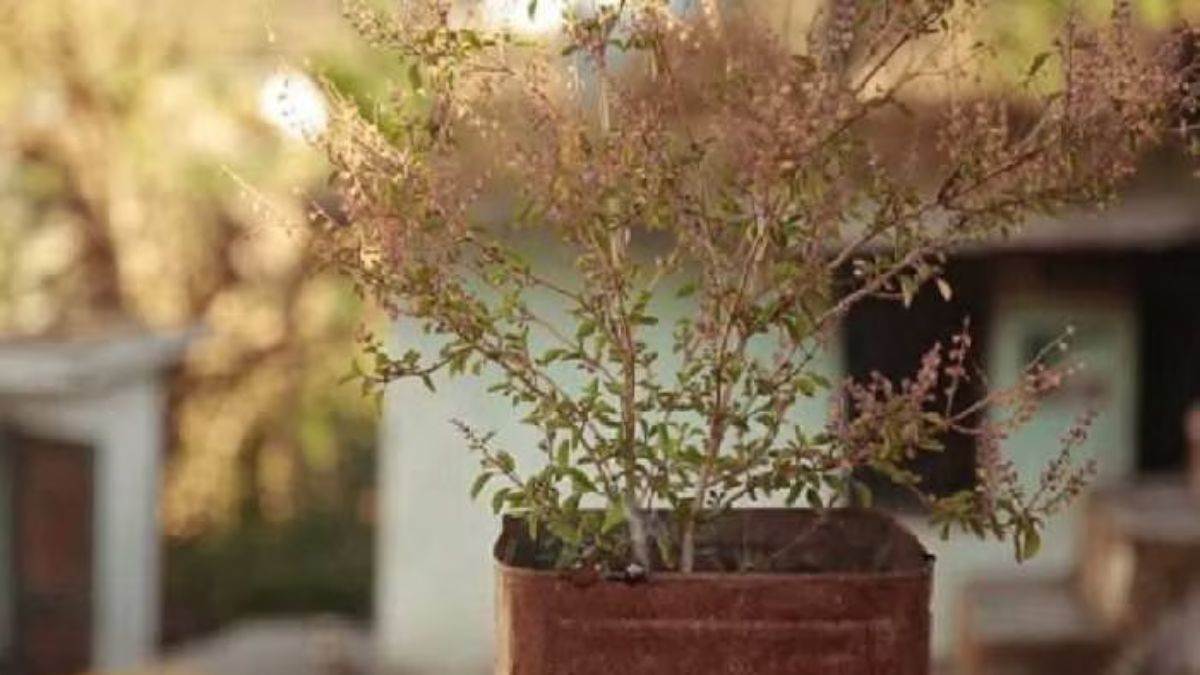 Tulsi Care in Winter: मुरझा गया है तुलसी का पौधा, अपनाएं ये टिप्स