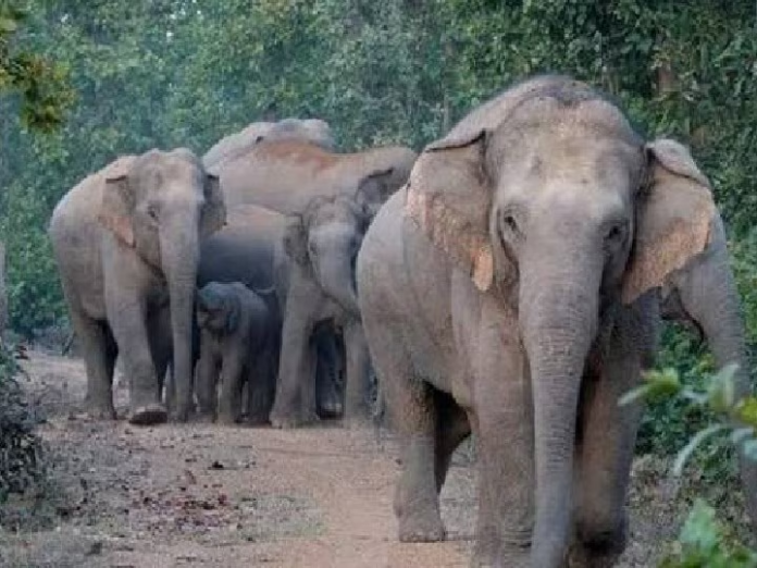 हाथियों का आतंक! 1 महीने से गांव में मचा रहे उत्पात