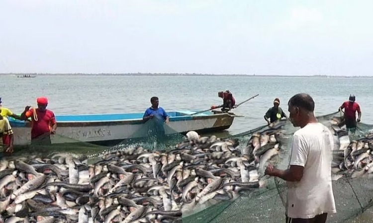 Fishing ban in Chhattisgarh: मछली पकड़ना पड़ेगा महंगा, साय सरकार ने 15 अगस्त तक लगाई रोक