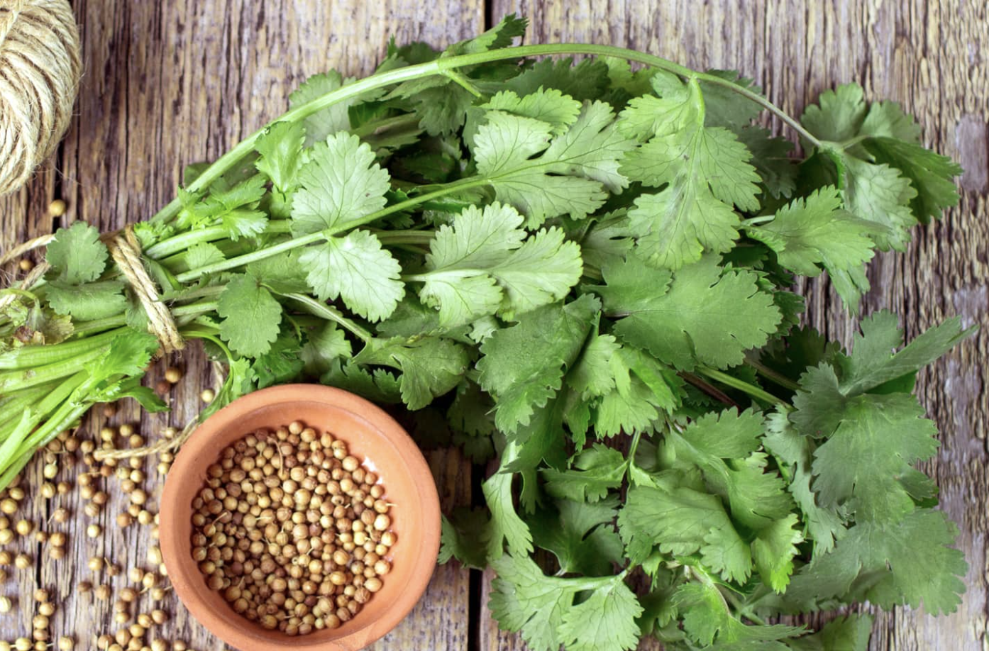 Coriander Benefits: स्वास्थ्य और सौंदर्य का एक चमत्कारी उपाय, सीधा आपके किचन से!