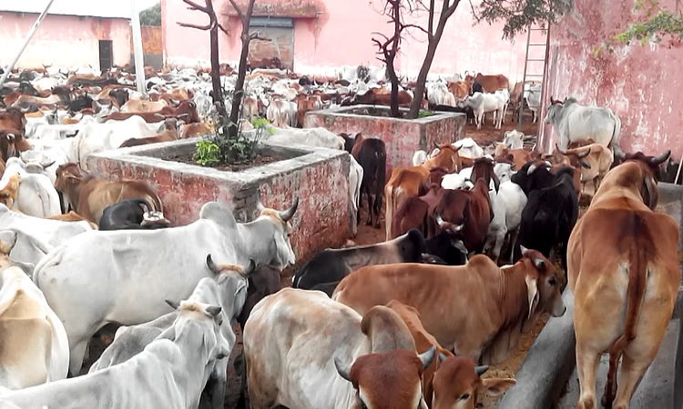 Chhattisgarh News: गौ रक्षकों का अनोखा प्रदर्शन, मवेशी लेकर पहुंचे तहसील कार्यालय, जमकर की नारेबाजी