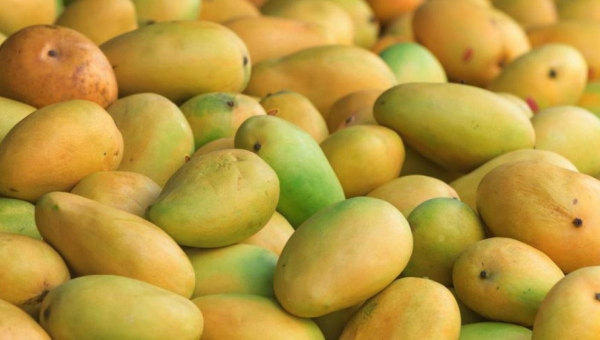 Benefits of mangoes: गर्मियों में वरदान से कम नहीं है आम, मिलते हैं ये जबरदस्त फायदे