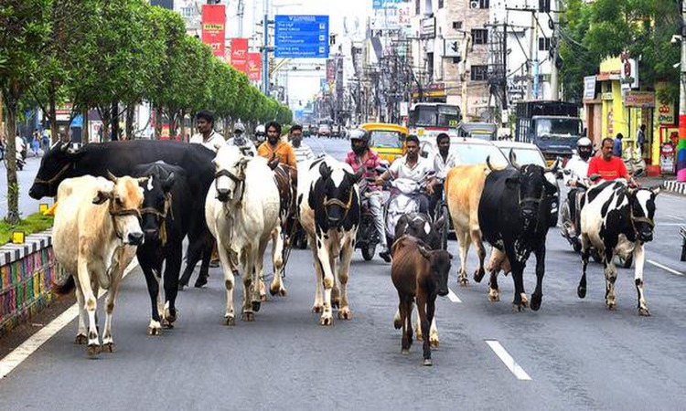 Stray Cattle: ‘रोका-छेका योजना’ का बुरा हाल, शहर में सड़कों और बाजारों में घूम रहे मवेशी