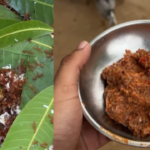 Red ant chutney